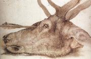 The Head of a stag Killed by an arrow Albrecht Durer